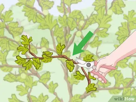 Image titled Prune Gooseberries Step 6