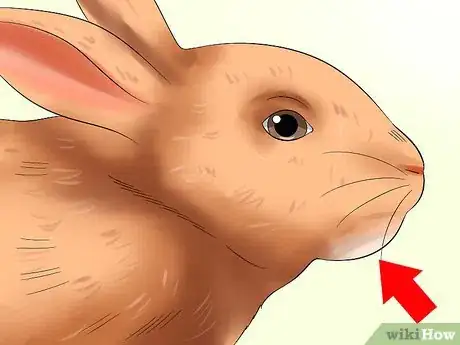 Image titled Diagnose Dental Problems in Rabbits Step 5