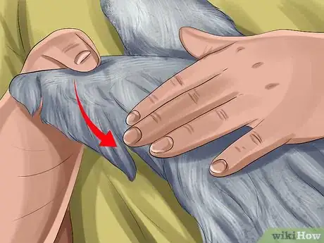 Image titled Deal with Cockatiel Night Frights Step 4