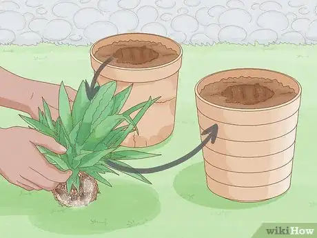 Image titled Grow Agave Plants Step 18