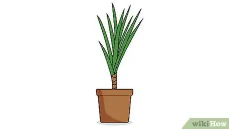 Image titled Grow Dracaena Marginata Step 1