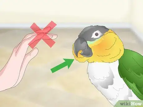 Image titled Handle Your Caique Parrot Step 10