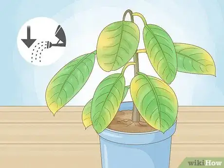 Image titled Why Does Your Plant Have Yellow Leaves Step 2