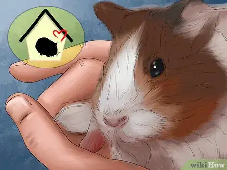 Image titled Adopt a Guinea Pig Step 5
