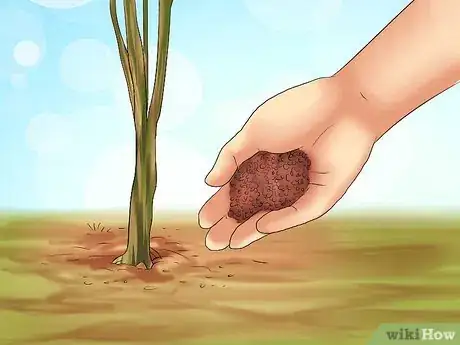 Image titled Winterize a Perennial Hibiscus Step 2