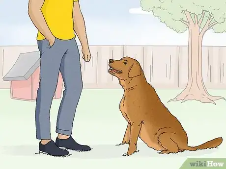 Image titled Identify a Chesapeake Bay Retriever Step 14