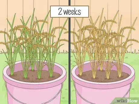 Image titled Plant Rice Indoors Step 13
