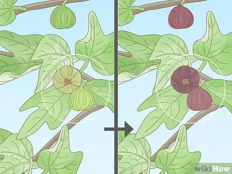 Image titled Harvest Figs Step 2