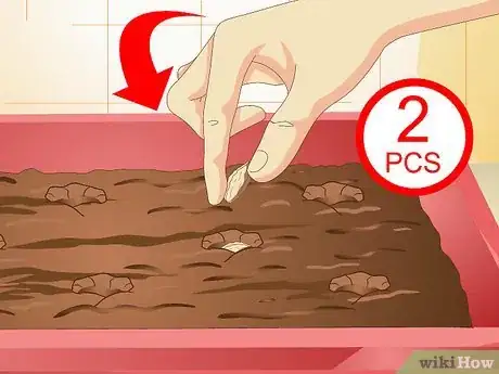 Image titled Grow Carrots in Pots Step 9