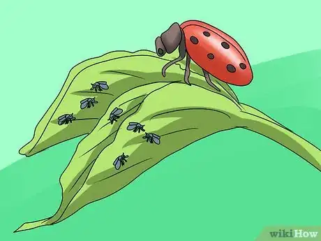 Image titled Grow Coleus Step 22