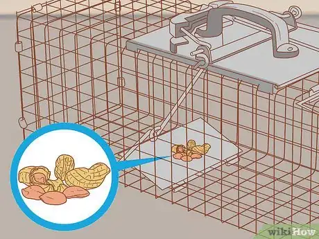 Image titled Get Rid of Squirrels in the Attic Step 7