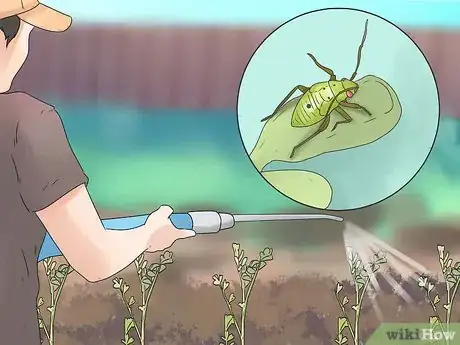 Image titled Grow Chickpeas Step 14