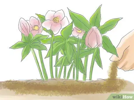 Image titled Care for a Lenton Rose Step 2