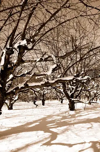 Image titled FarmerJohn's Cherry Orchard Fredonia NY 6070 12Dec09 sepia 9471