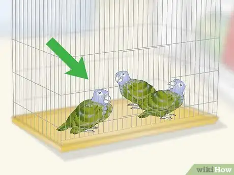 Image titled Bond with a Pionus Parrot Step 1