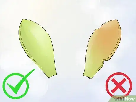 Image titled Propagate Succulents from Leaves Step 2