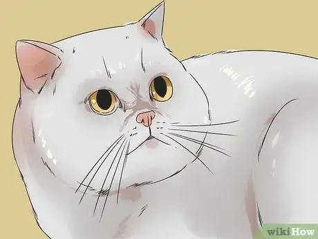 Image titled Identify an Exotic Shorthair Cat Step 10