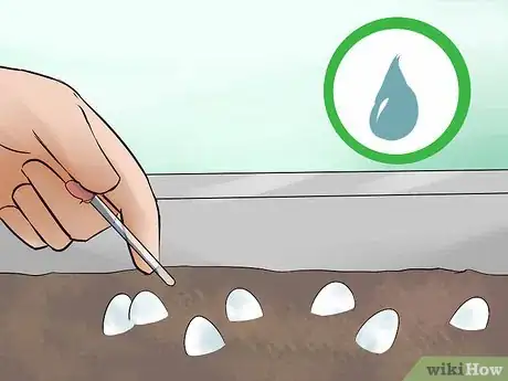 Image titled Take Care of Lizard Eggs Step 14