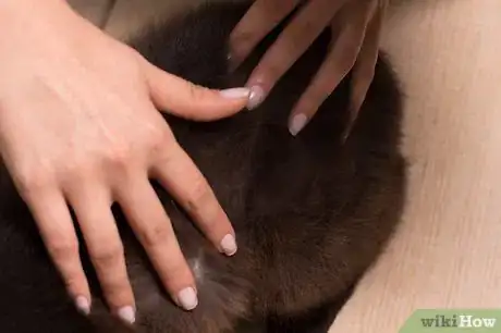 Image titled Care for Long Haired Cats Step 7