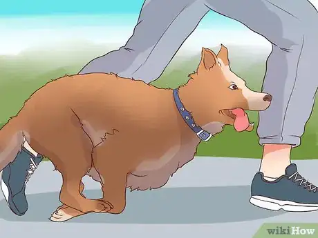 Image titled Exercise With Your Dog Step 10
