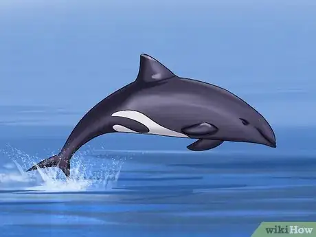 Image titled Identify a New Zealand Dolphin Step 2