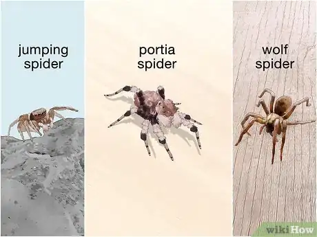 Image titled Identify a Portia Spider Step 12
