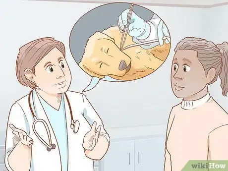 Image titled Treat Endocrine Disorders in Older Dogs Step 6