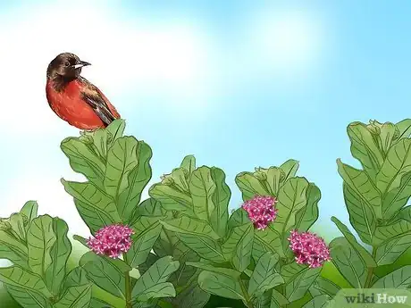 Image titled Attract Orioles Step 8