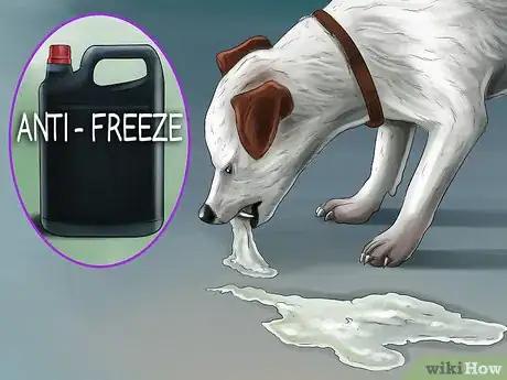 Image titled Get a Dog to Vomit Step 1