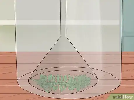 Image titled Show Oxygen Is a By Product of Photosynthesis Step 4