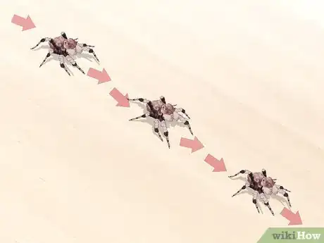 Image titled Identify a Portia Spider Step 11