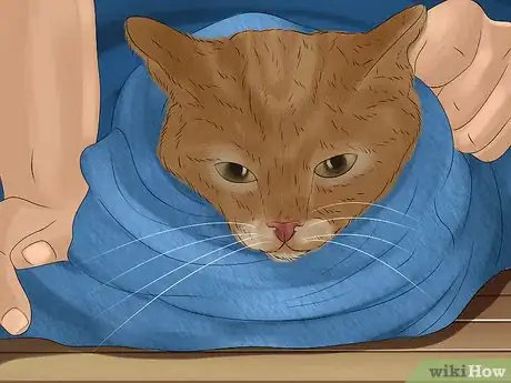 Image titled Give Tricyclic Antidepressants to a Cat Step 11