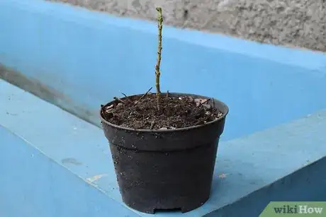 Image titled Grow Flowering Plants Through Stems Step 12