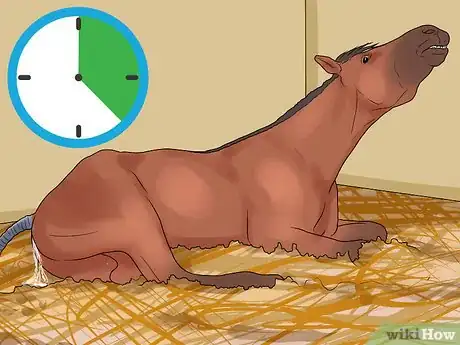 Image titled Deliver a Foal Step 17