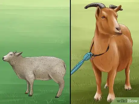 Image titled Treat and Prevent Nitrate Toxicity in Cattle Step 6