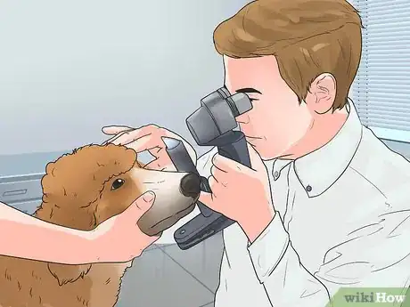 Image titled Diagnose Glaucoma in Poodles Step 7