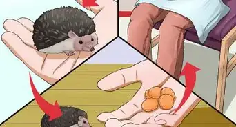 Help Your Hedgehog Get Used to Handling
