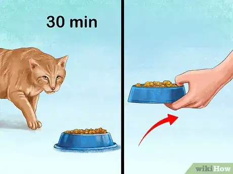 Image titled Feed a Fussy Cat Step 3