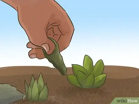 Image titled Propagate Succulents (Without Rooting Hormone) Step 11