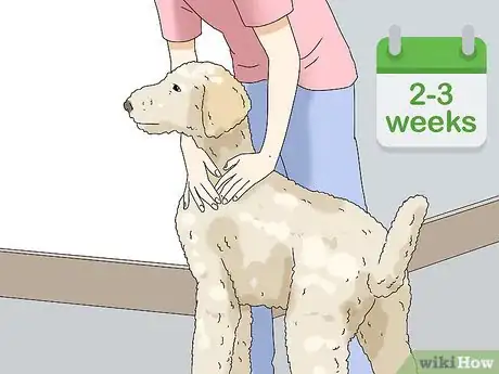 Image titled Get a PTSD Service Dog Step 13