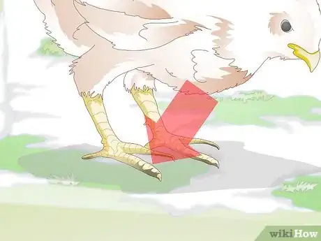 Image titled Treat Frostbite in Chickens Step 2