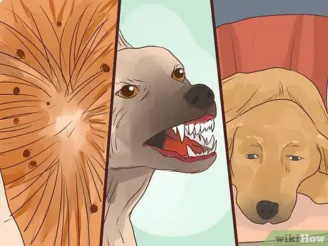 Image titled Prevent Older Dogs from Creating Lick or Scratch Sores Step 12