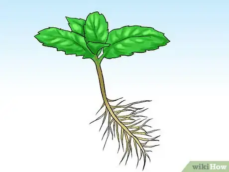 Image titled Grow Mint in a Pot Step 10
