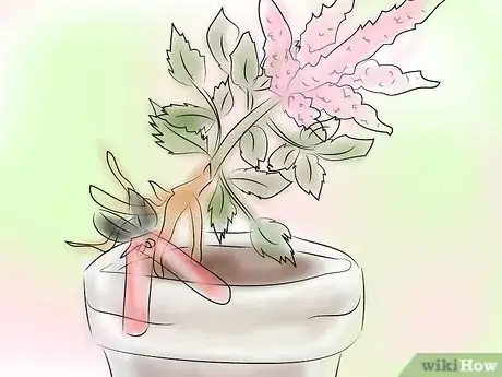 Image titled Grow Astilbe Step 2