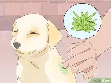 Image titled Treat Seasonal Allergies in Dogs (Home Remedies) Step 2