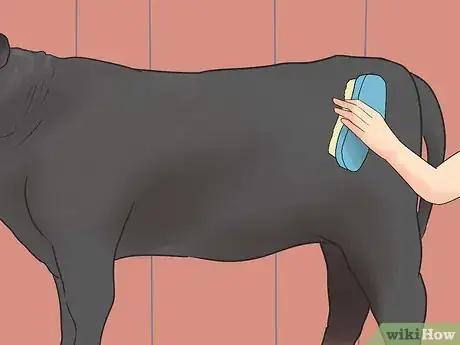 Image titled Show Heifers Step 3