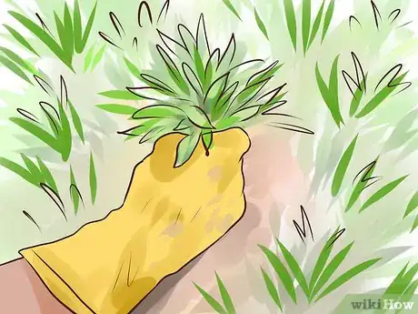 Image titled Grow Sweet Corn Step 4