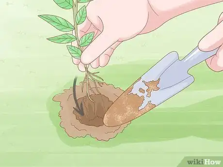 Image titled Grow Osage Oranges Step 12