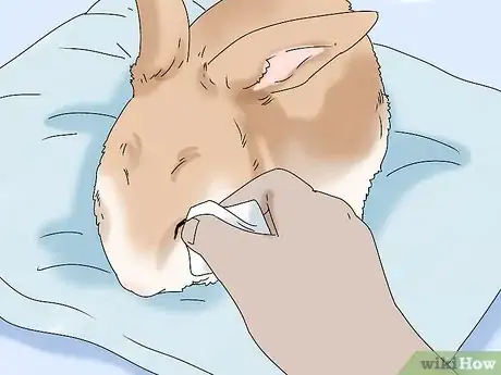 Image titled Keep Your Rabbit Healthy Step 11