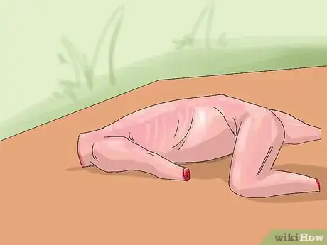 Image titled Skin a Squirrel Step 3